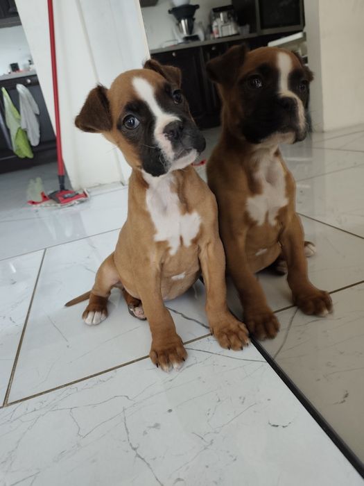 Bokser z Rodowodem gotowe do odbioru