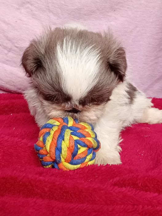 Shihtzu dziewczynka
