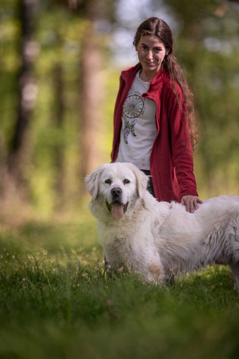 Nazir – mądry i oddany pies w typie podhalana szuka domu