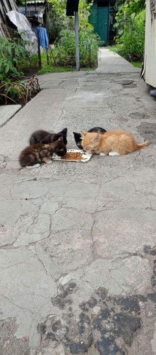 Кошенята віддам в добрі руки