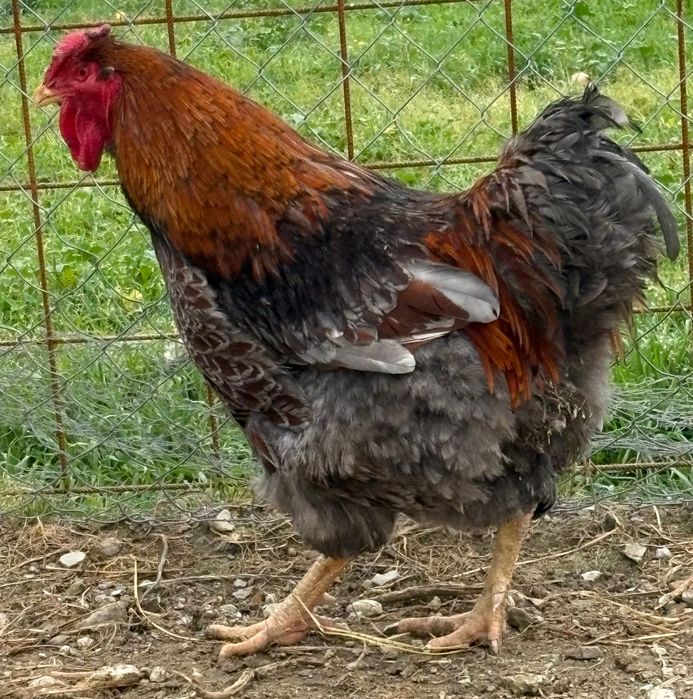 Ovos Wyandotte splash e douradas