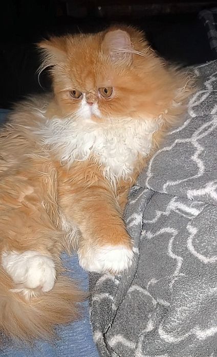 Персидская девочка