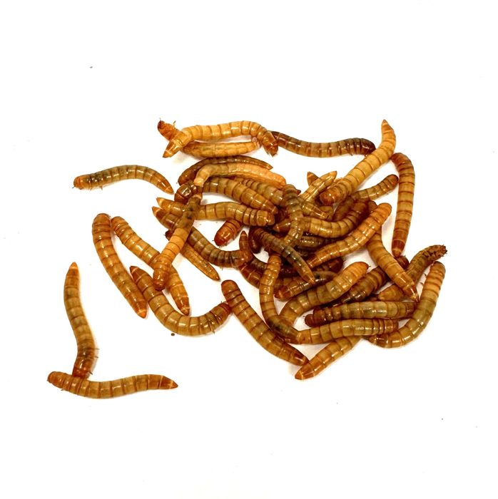 Owady karmowe karaczan mącznik drewnojad