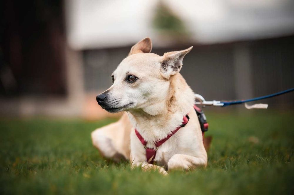 Drobniutka Nebula szuka domku
