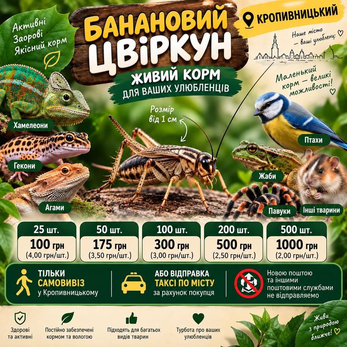 Кузнечик. Банановый сверчок. Живой корм
