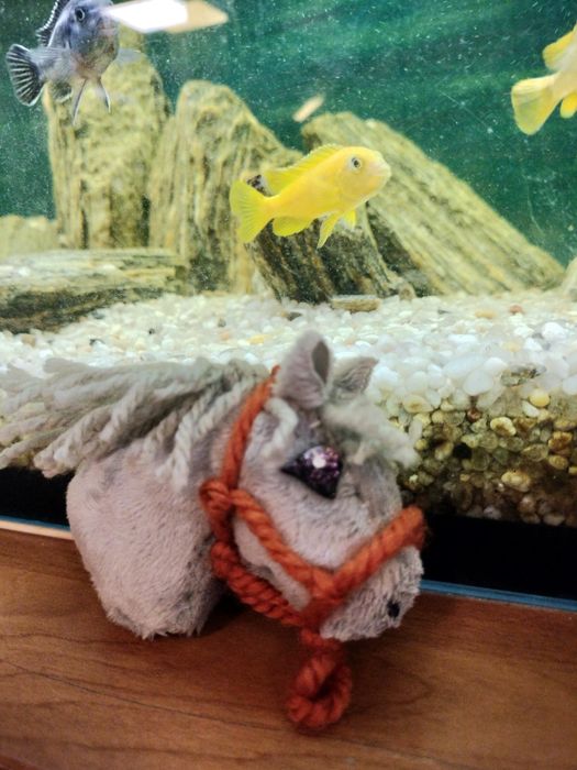 Hobby horse A9 z halterem