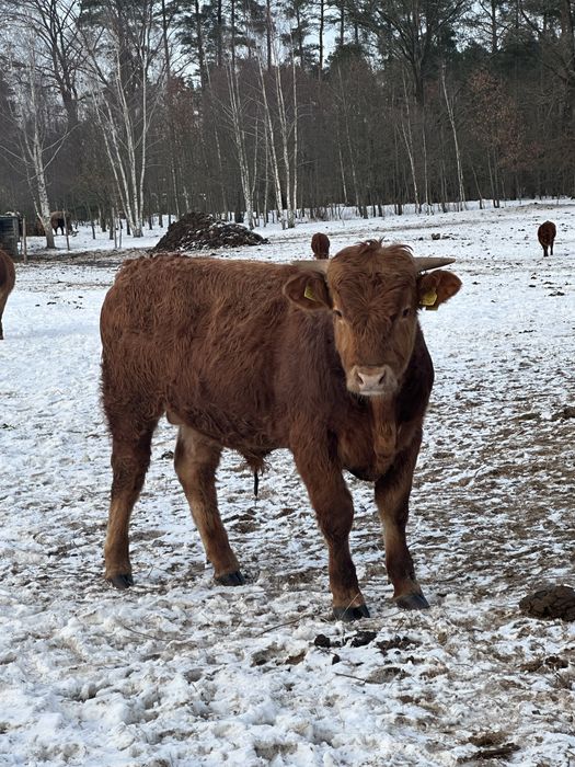Sprzedam bydło mięsne