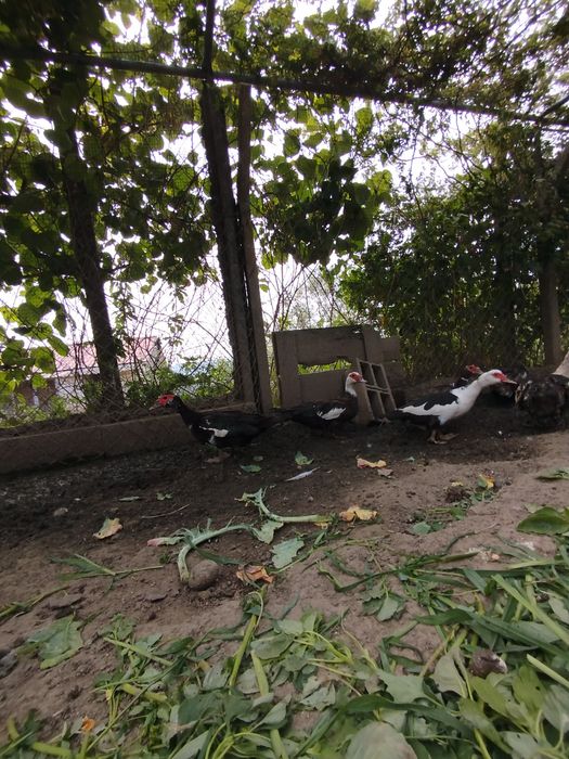 Patos mudos caseiros