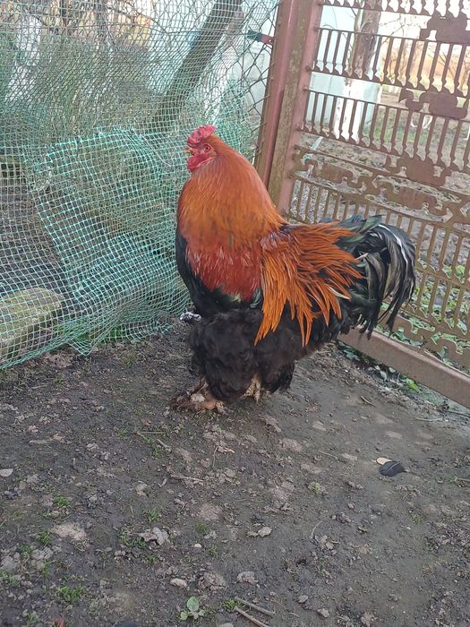 Kogut kochin olbrxymi