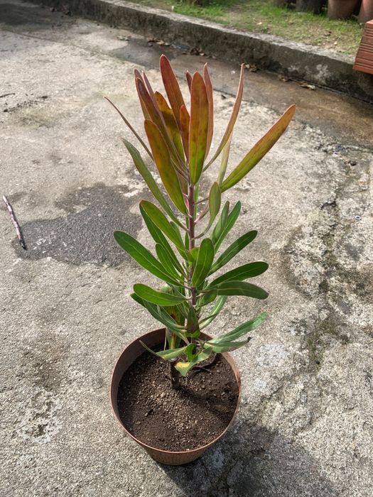 Vendo vasos Proteias vermelha