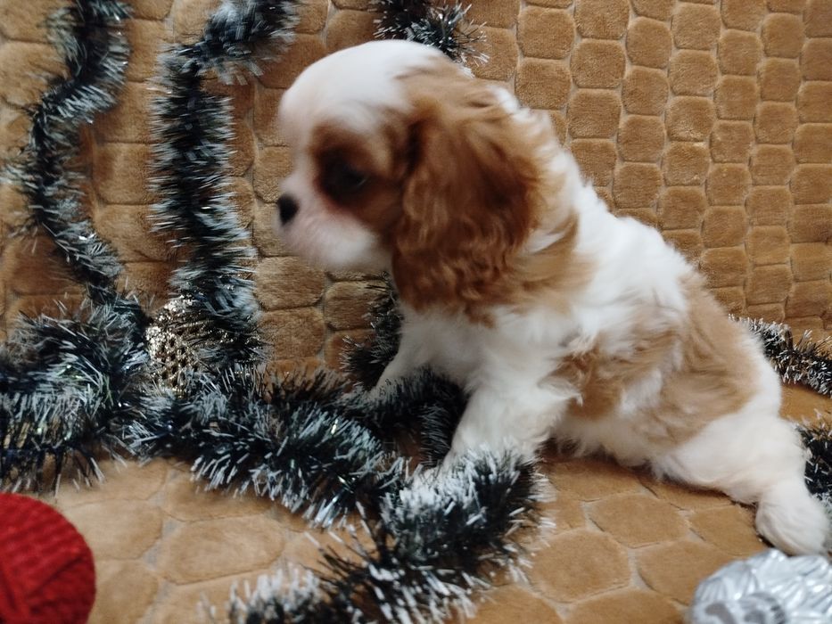 Дівчинка Кавалер Кінг Чарльз Спаніеля очікує на нову родину