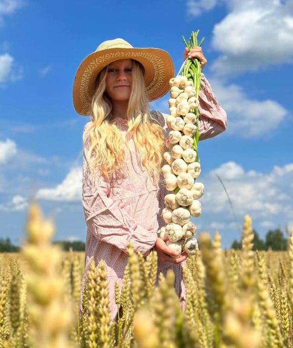 Warkocz czosnku zimowego