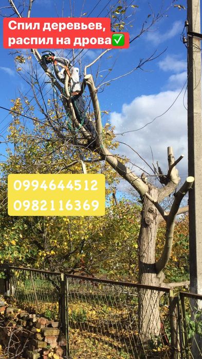 Беcплатный спил деревьев