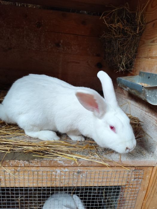 Króliki termondzkie samicę