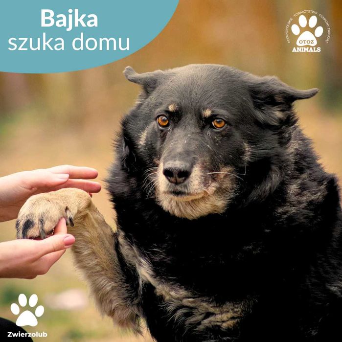 Cudowna, przemiła sunia Bajka do adopcji!
