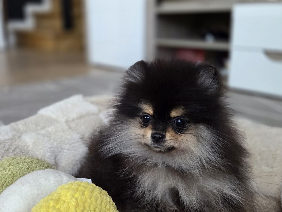 Szpic miniaturowy (chłopiec) black tan