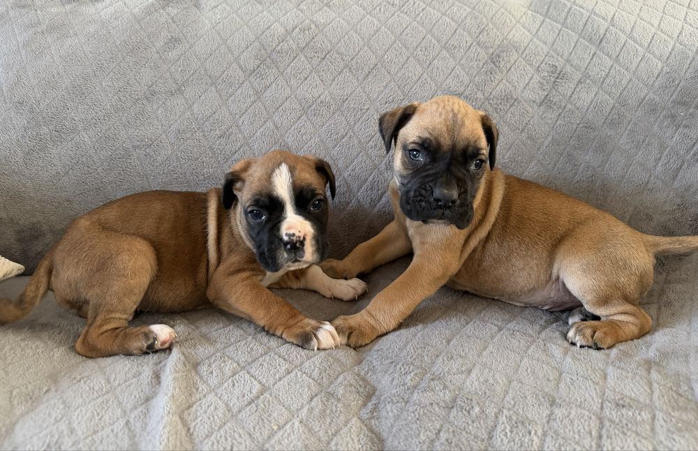 Bokser, boksery, bokserki