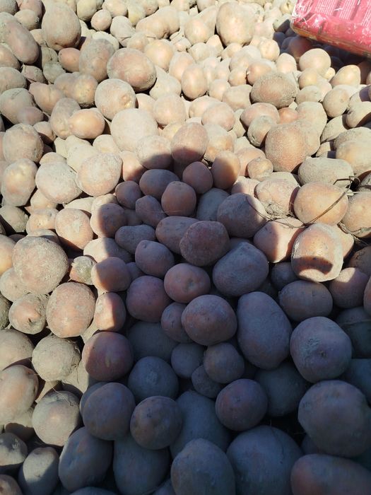 Ziemniaki odmiana Jurek