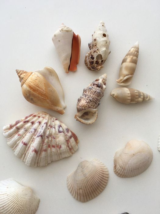 Мушлі океанічні морські  ракушки молюсків рапани