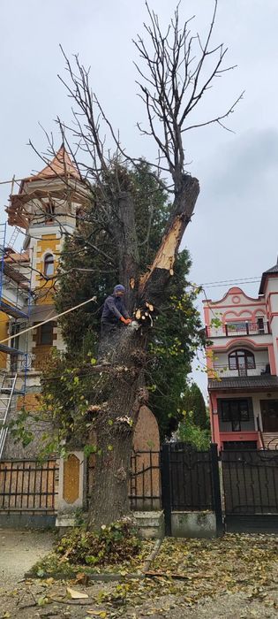 Зрізання, спилювання, валка, обрізка дерев, розчищення ділянок