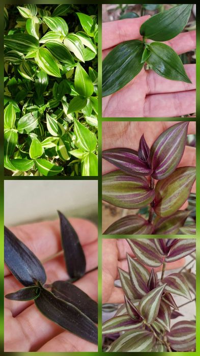 Рослини кімнатні для кашпо