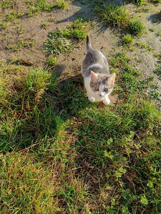 Кошенята шукають дім