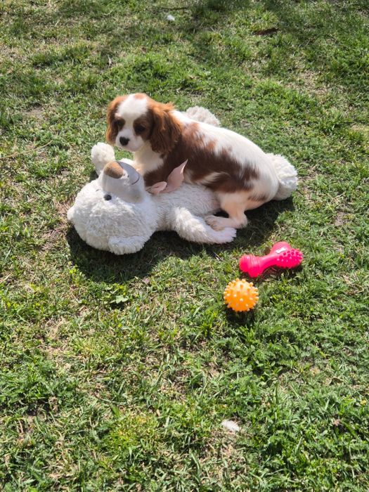 Cavalier King Charles Spaniel - piesek z kompletem szczepień