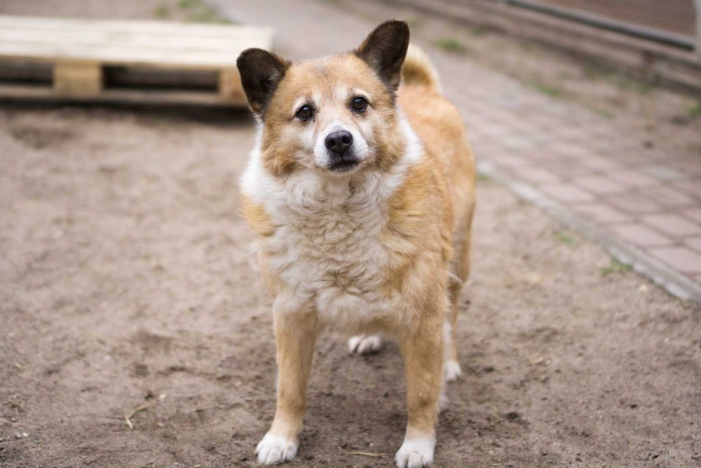 7 letni Bercik do adopcji!