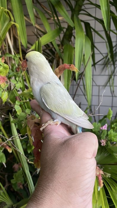 Agapornis domesticado