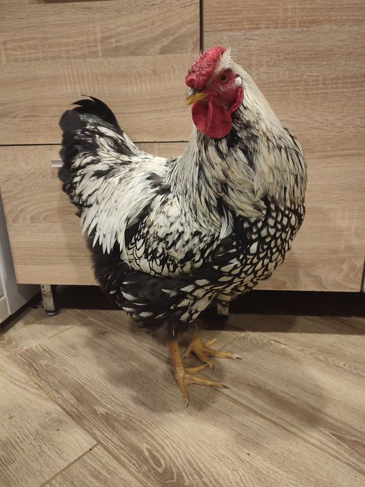 Півень Віандот срібло