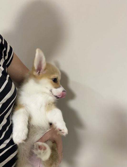 Малюки Вельш Корг