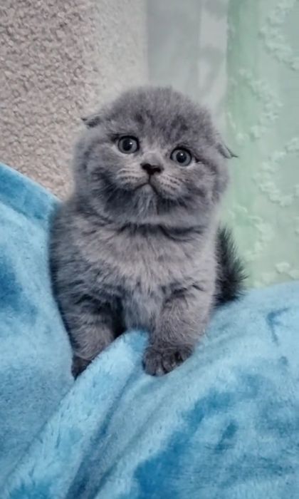 Bebé Scottish fold blue