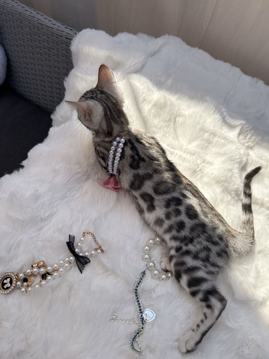 Przytulas kotka Silver Bengal