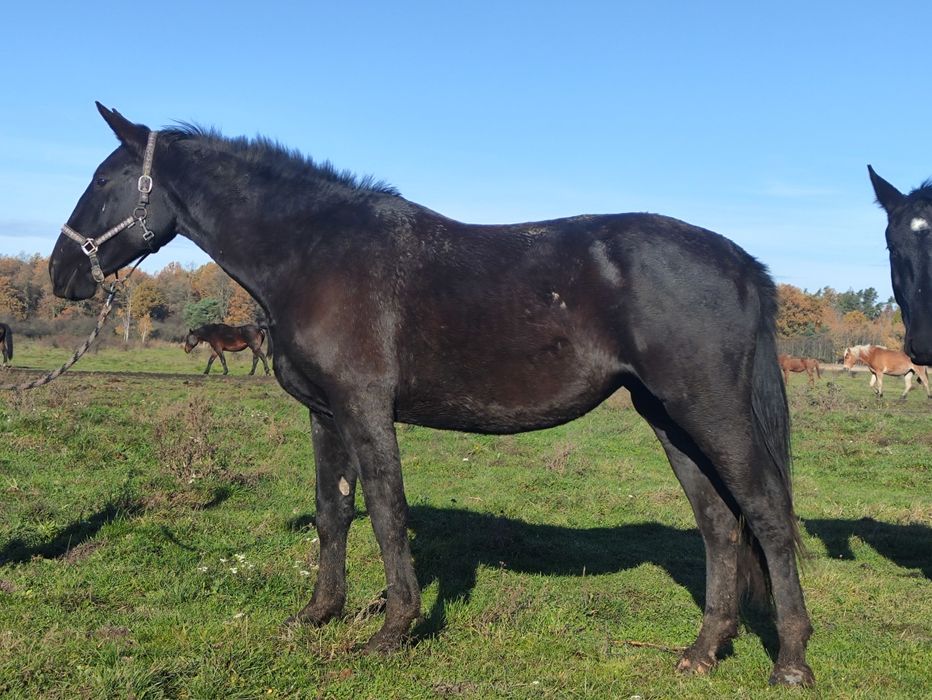 Klacz Śląska 3 lata. Księgą Główna Dotacyjna Zamiana