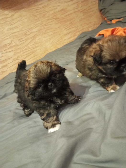 Szczenięta pekińczyk