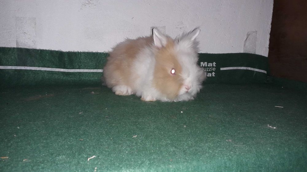 Декоративні карликові кролики