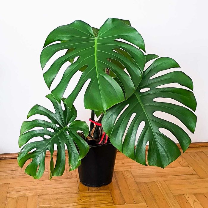 Monstera zdrowa, wysokość ok. 80 cm z doniczką