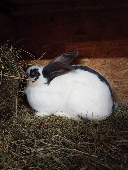 srokacz niemiecki  bialo niebieski samica