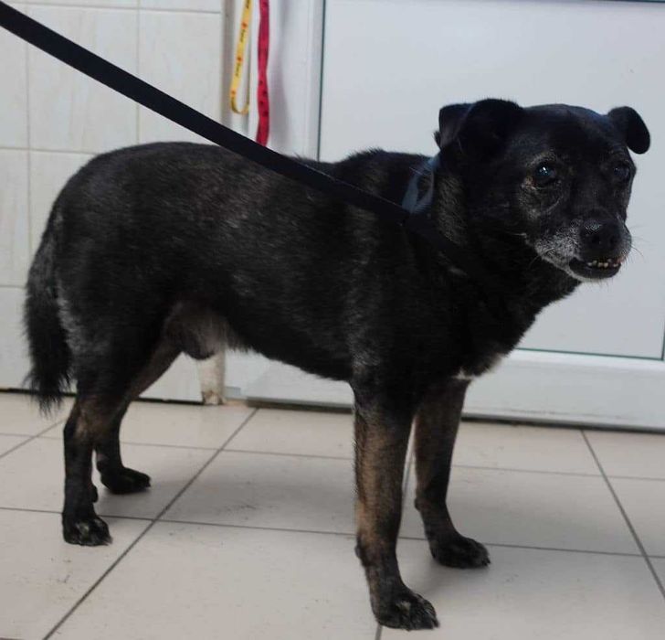 Znaleziono małego czarnego psa