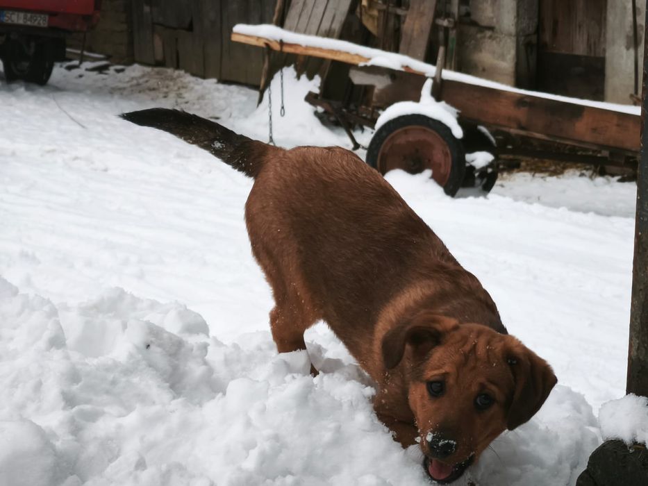 Oddam psa matka gończy polski