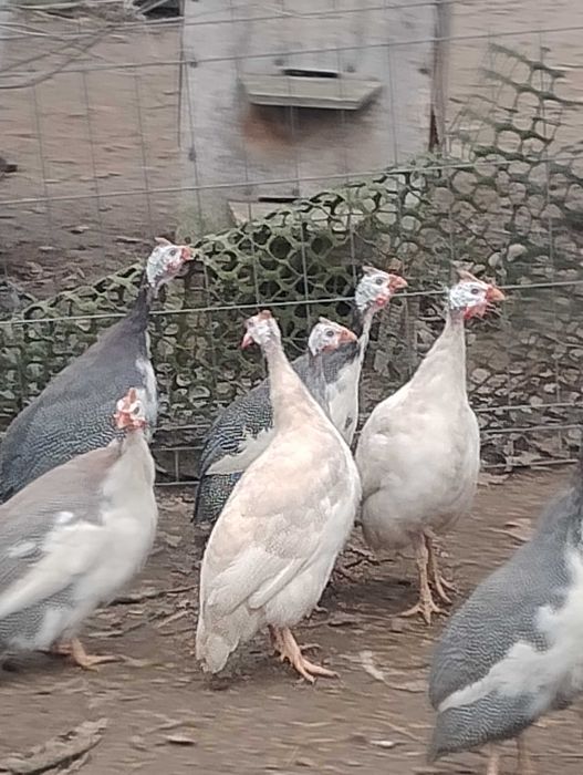 Perliczka Perliki Perliczki