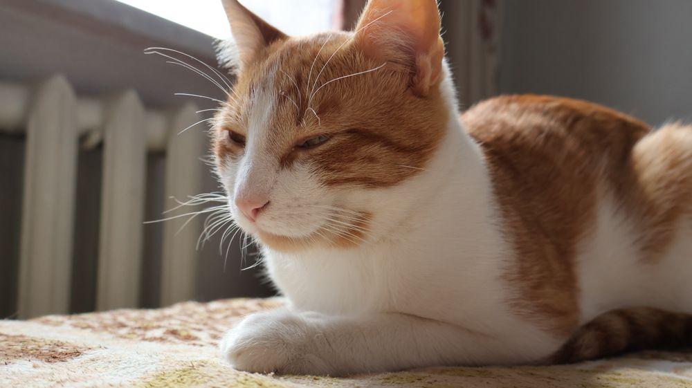 Віддам грайливого котика в добрі руки