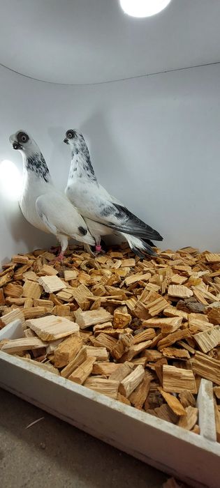 Szek, szeki, krotkodzioby polski