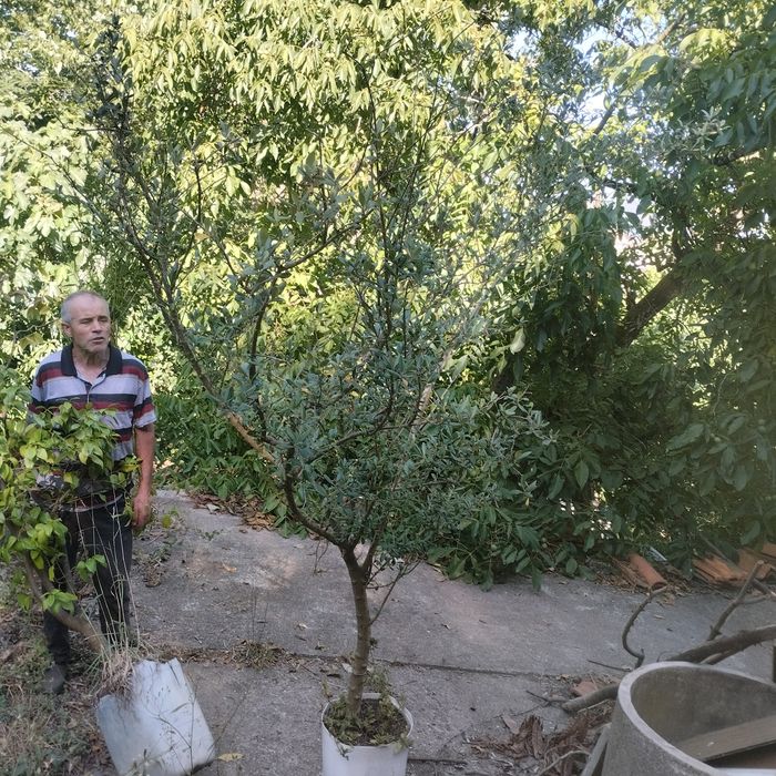 oliveiras grandes zona de frlgueiras  guimaraes