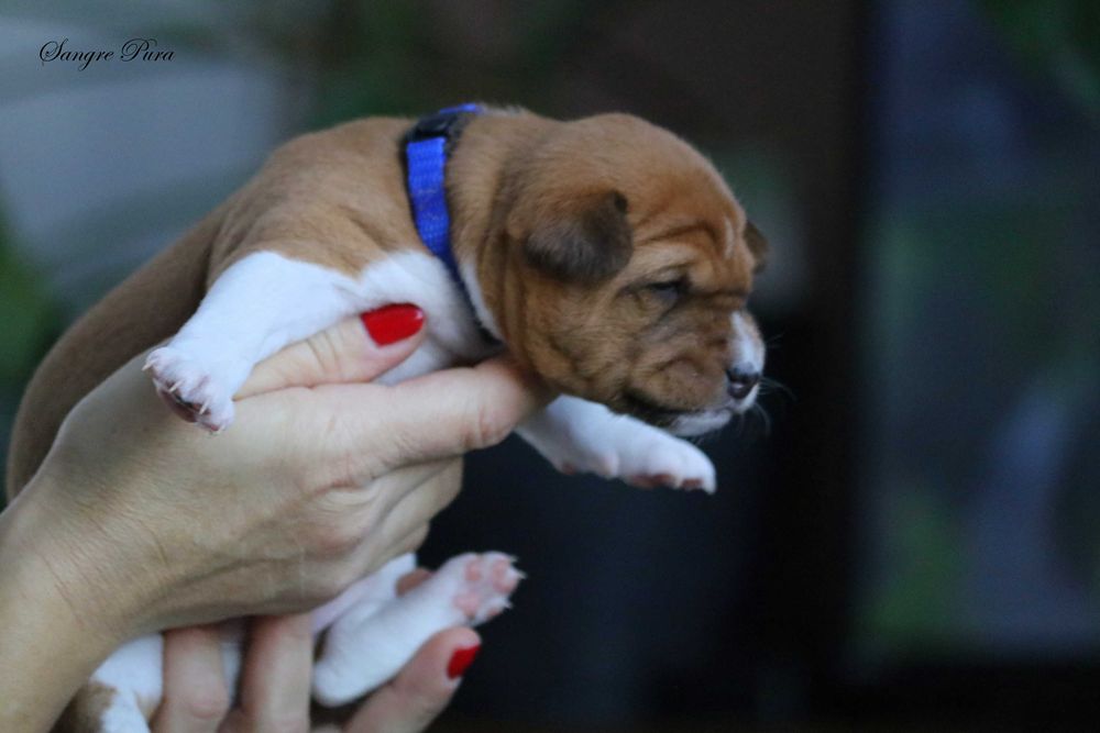 Samiec Szczeniak Basenji