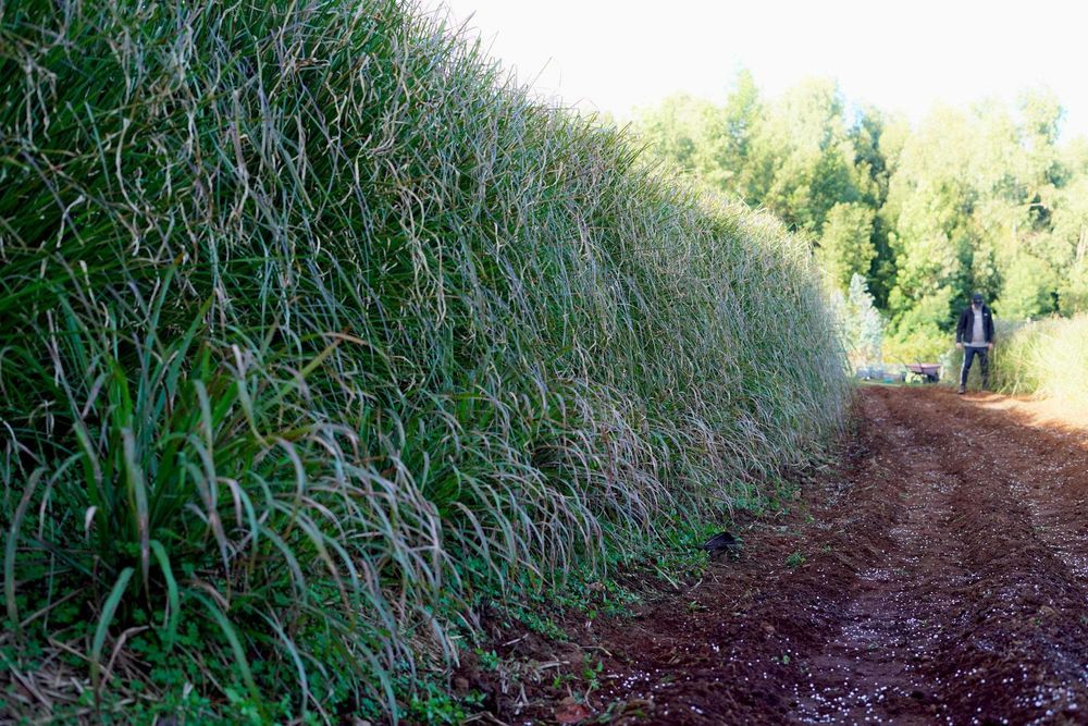 Plantas Vetiver Biológico (Slips) - Controlo de Erosão e Estabilização de Taludes
