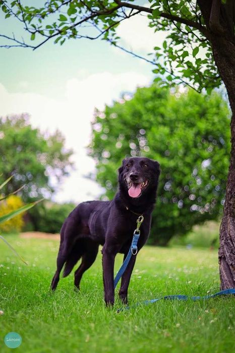 Stella jest z nami kilka lat. To urocza psinka która