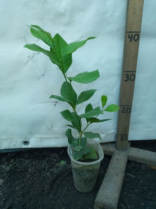 Добротні Лимони кімнатні