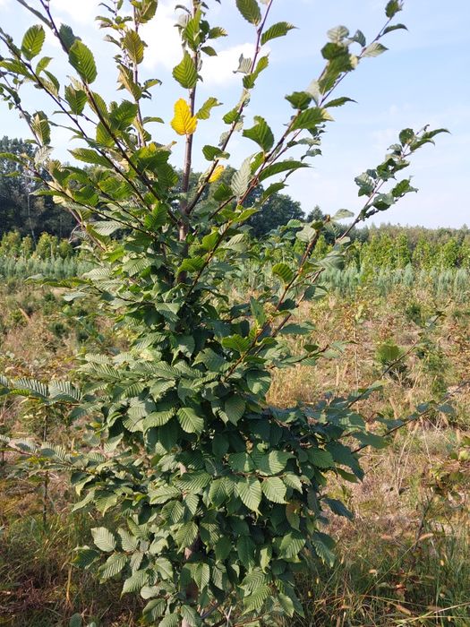 Grab pospolity, Carpinus betulus, na żywopłot