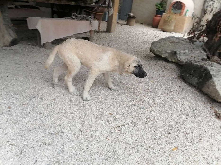Cachorro Fêmea 3 meses para adoção